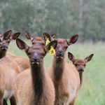 thunder-valley-ranch-Young elk calves