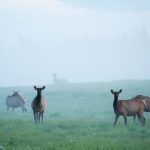 thunder-valley-ranch-elk cows