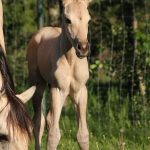 thunder-valley-ranch-the stud as a foal